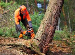 How Our Tree Care Process Works  in  Moundsville, WV